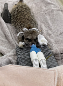 Meercat 3