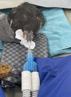 Duck 2