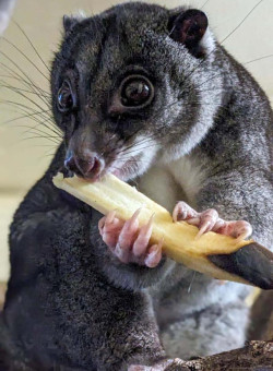 ground cuscus otis