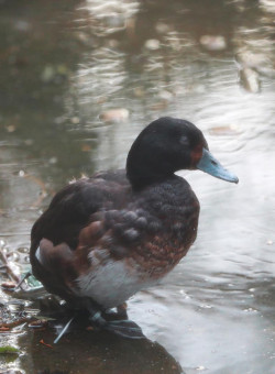 baer's pochard