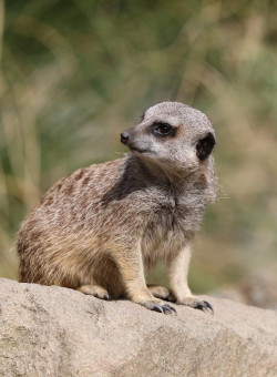 meerkat (2)
