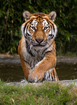 Luca-Pond-Jack-Valpy-2000x2500 (1)