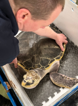 April the Turtle- Sea Life Centre Loch Lomond (1)