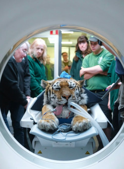 Burgess Diagnostics Ltd - The tiger who came for CT