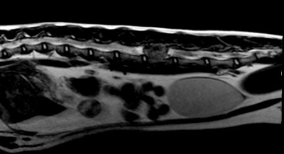 Feline Angiomatosis 1