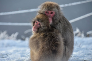 japanese_macaque_1