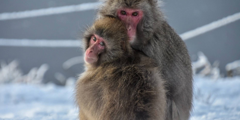 japanese_macaque_1