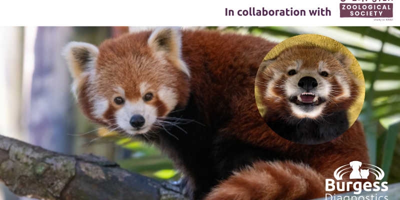 Copy of Colchester Zoo 2026 (1)