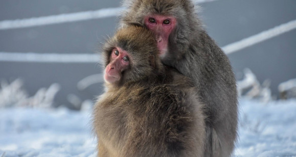 japanese_macaque_1