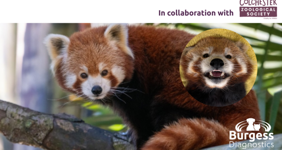 Copy of Colchester Zoo 2026 (1)