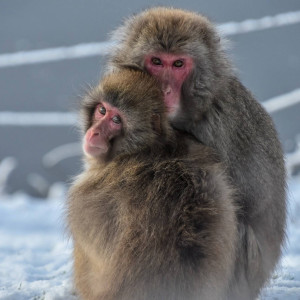 japanese_macaque_1