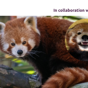 Copy of Colchester Zoo 2026 (1)