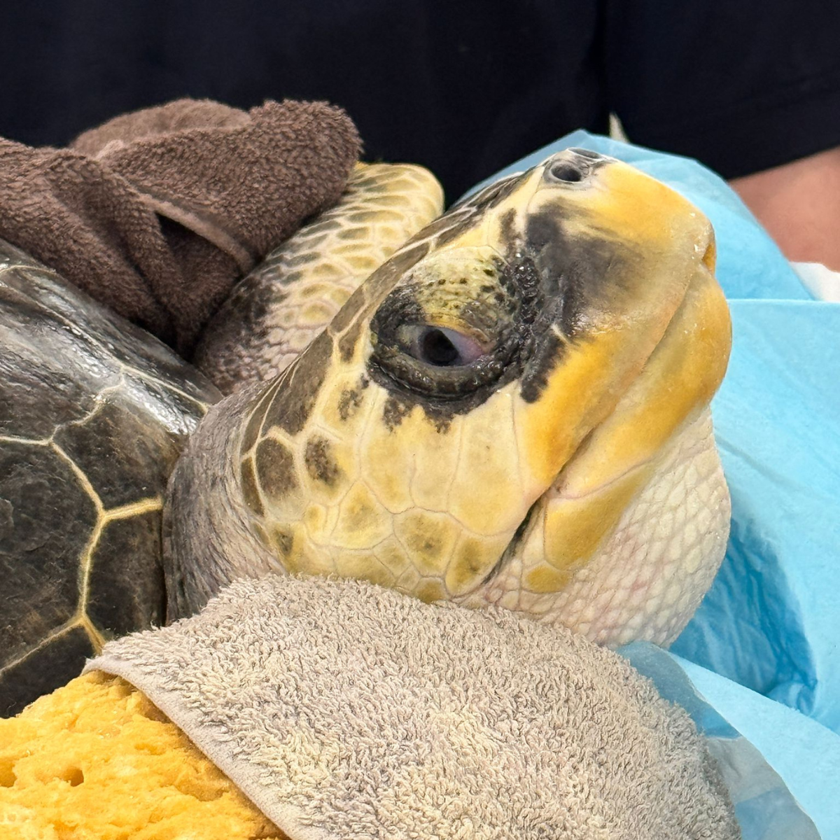 April the Turtle- Sea Life Centre Loch Lomond