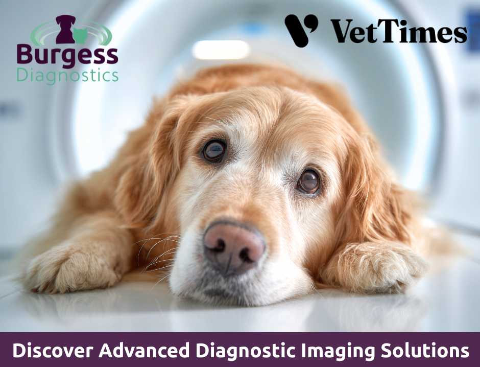 Vet Times Article Jan 2026 (3)