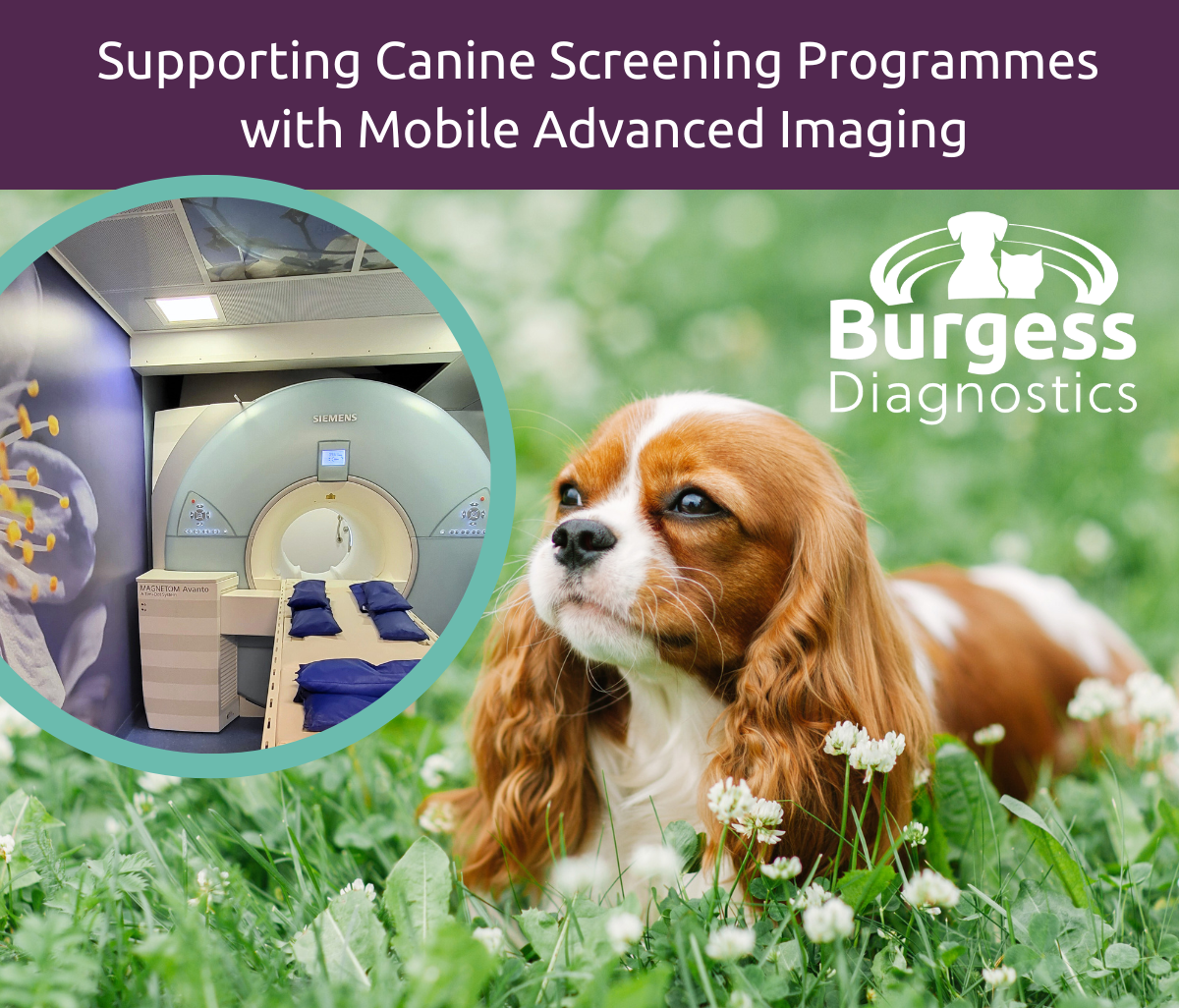 Burgess Diagnostics Ltd - CKCS MRI Screening Sessions Now Available!