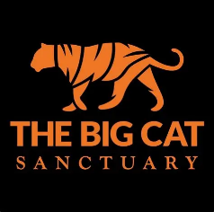 Big Cat Logo