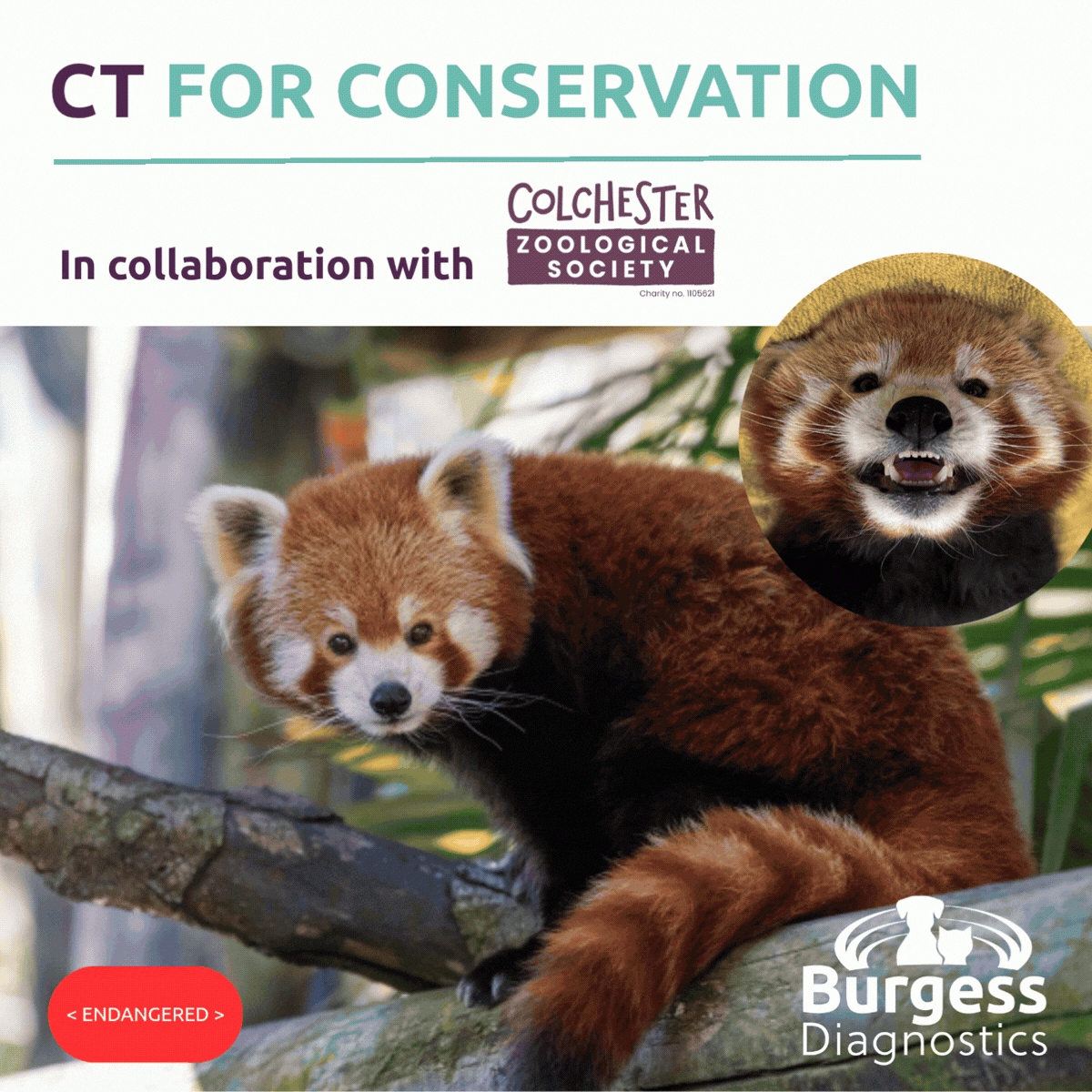 Colchester Zoo 2026